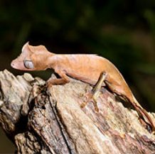 Gecko à queue feuillue