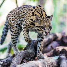 Ocelot