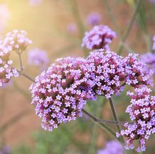 Verveine de Buenos-Aires