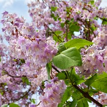 Paulownia