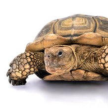 Tortue sulcata