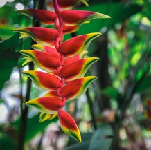 Heliconia