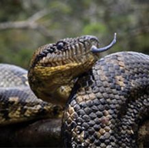 Boa de Madagascar