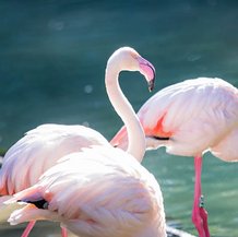 Flamant rose