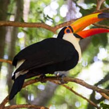 Toucan