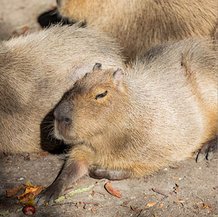 Capybara