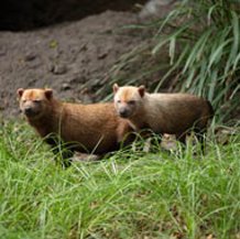 Chien des buissons