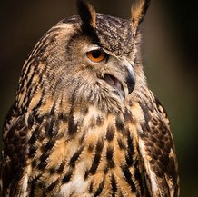 Hibou grand duc