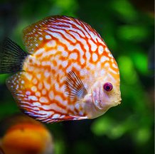 Discus