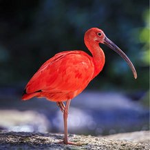 Ibis rouge