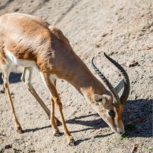 Gazelle dorcas