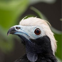 Pénélope à gorge bleue