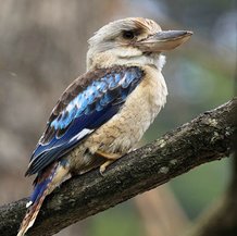 Kookabura
