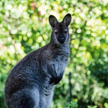 Wallaby de Bennett