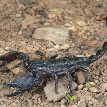 Scorpion africain