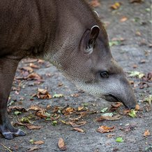 Tapir terrestre