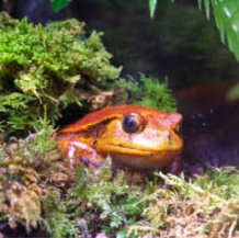 Grenouille tomate