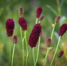 Sanguisorba