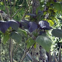 Catalpa pourpre