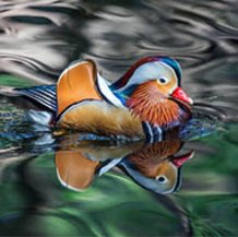 Canard mandarin