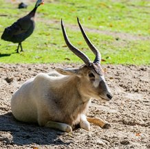 Addax