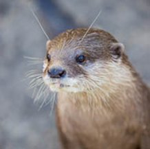 Loutre cendrée