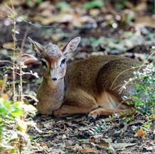 Dik-dik de Kirk