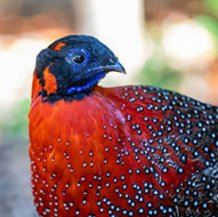 Tragopan satyre