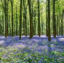 Jacinthe des bois