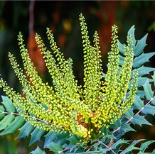 Mahonia