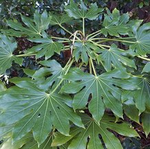 Aralia du Japon