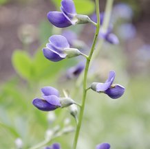 Lupin indigo