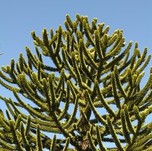 Araucaria