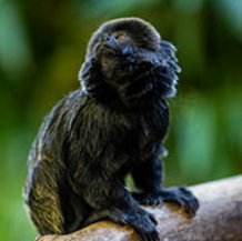 Tamarin de Goeldi