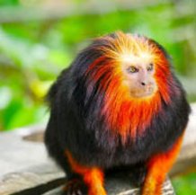 Tamarin tête de lion