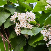 Catalpa